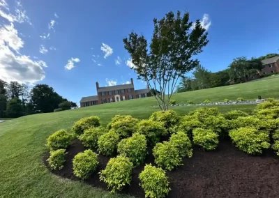 Professional Landscaping Company