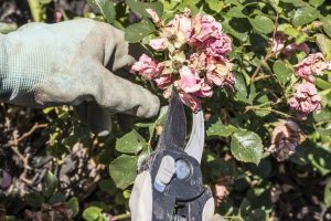 trimming and pruning