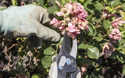 Outdoor Spring & Summer Cleaning: Meticulous Trimming And Pruning