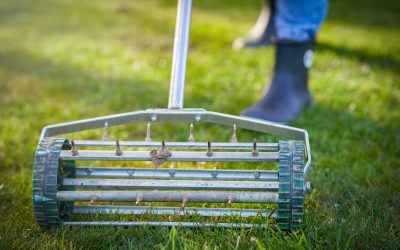 A Homeowner’s Easy Guide To Aeration and Overseeding