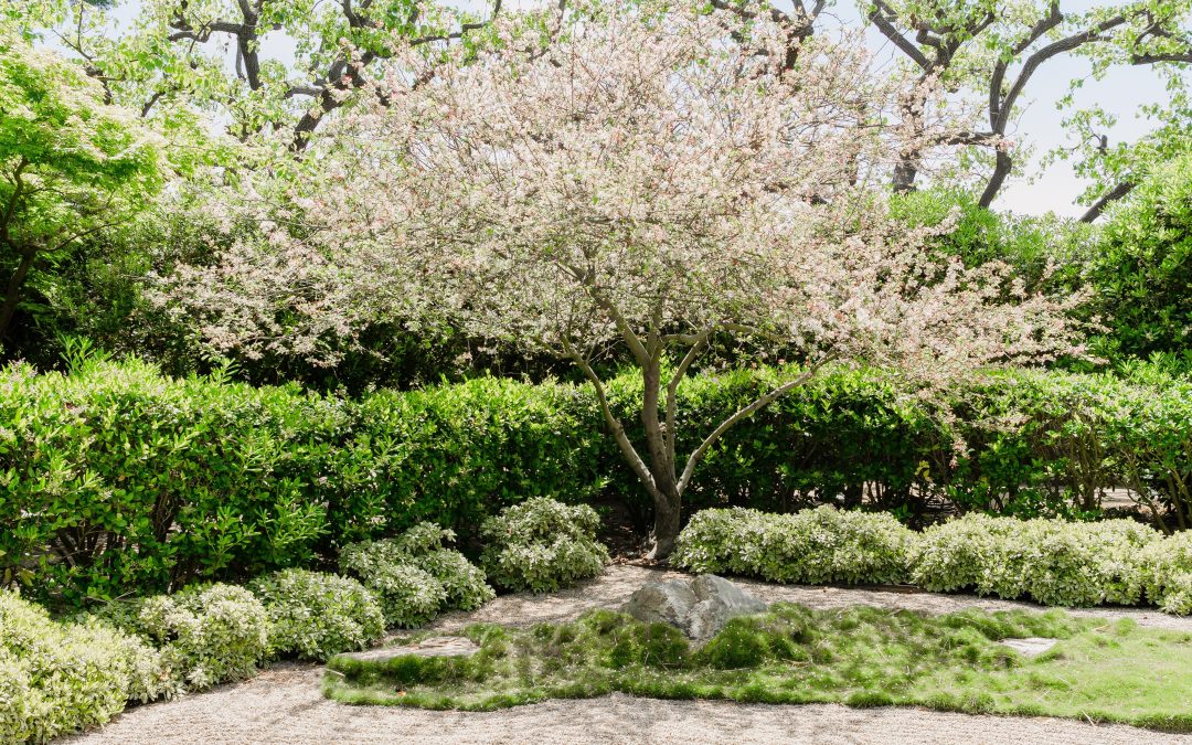 beautifully trimmed dogwood tree in residential backyard 