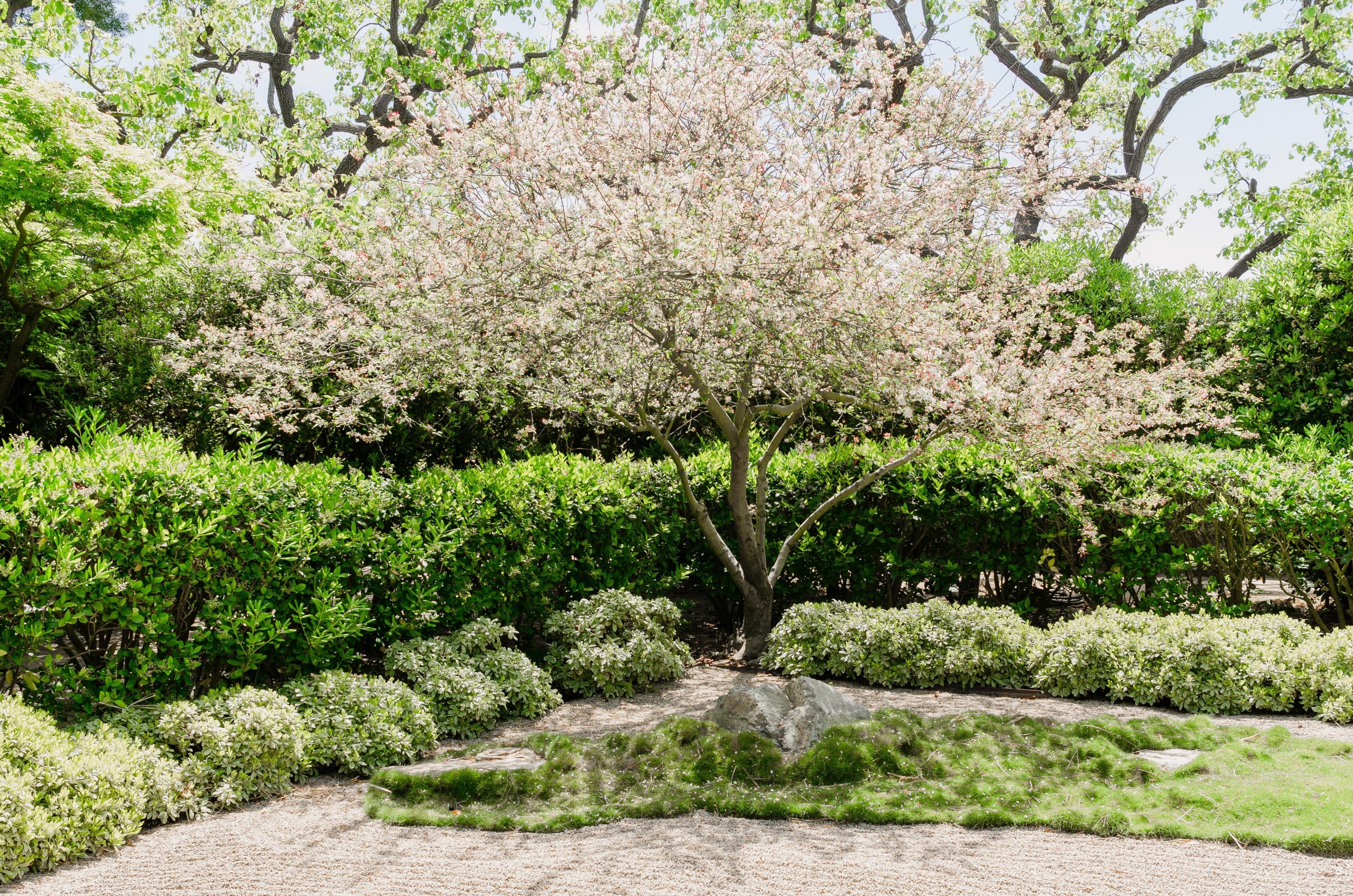 beautifully trimmed dogwood tree in residential backyard 
