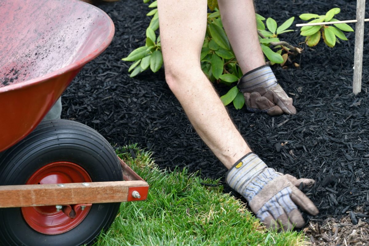 Man performing easy care landscaping by spreading rich mulch around