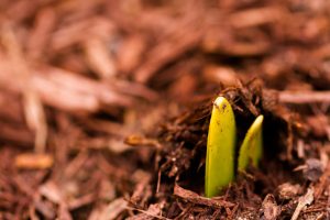 Fresh green sprout blooming out of  the best mulch for landscaping

