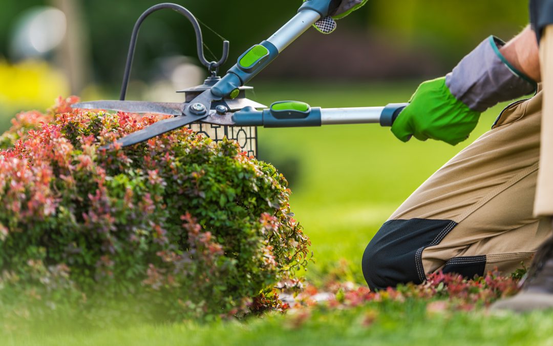 Lazy Landscaping Ideas That Give Maximum Impact