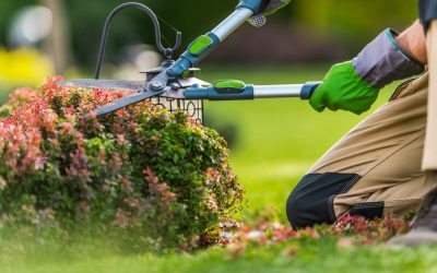 Lazy Landscaping Ideas That Give Maximum Impact