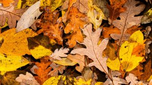 Fallen leaves are beautiful, but the task of raking them all up can be a headache! -- fall yard preparation Roanoke, VA 